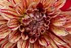 USA-Washington State-Issaquah Dahlias on display Art Print
